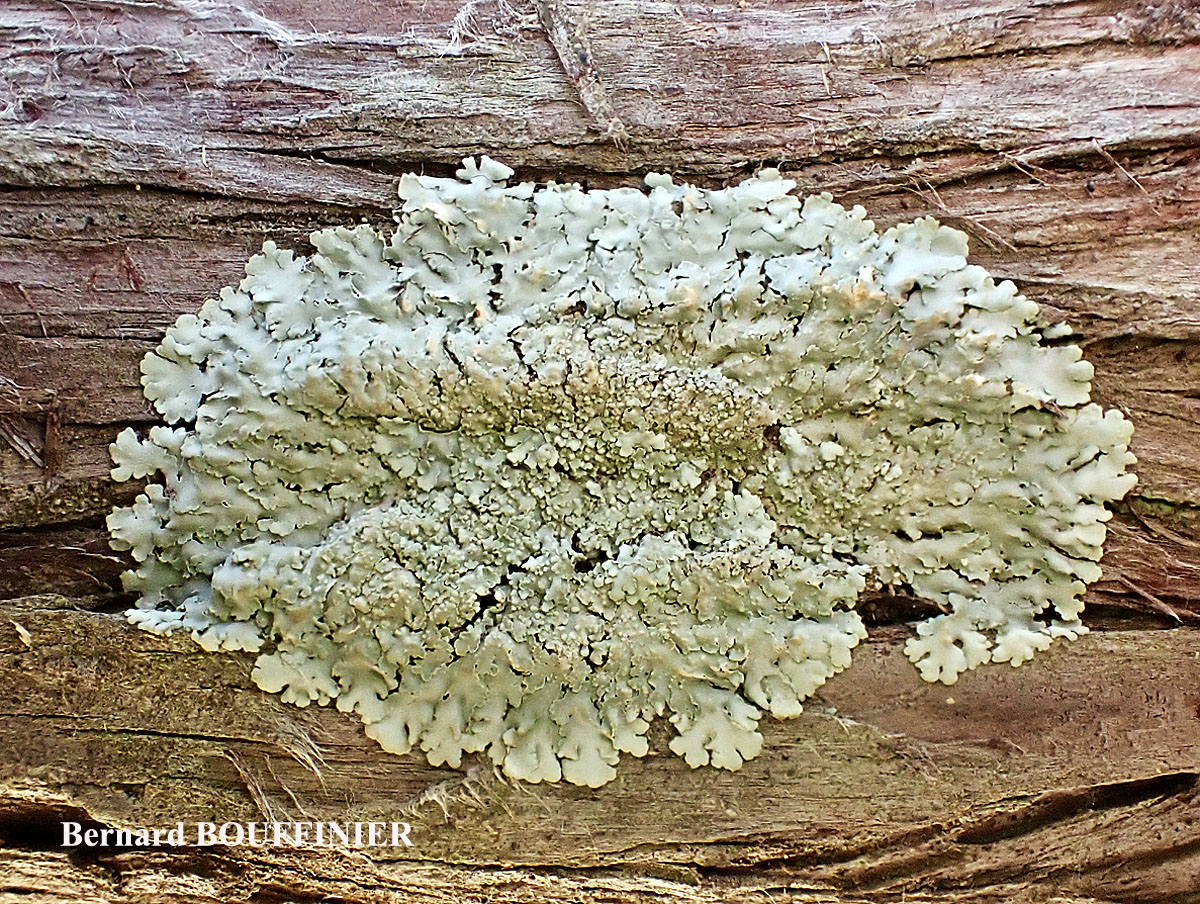 Physcia biziana var. biziana (A. Massal.) Zahlbr. forme lignicole.