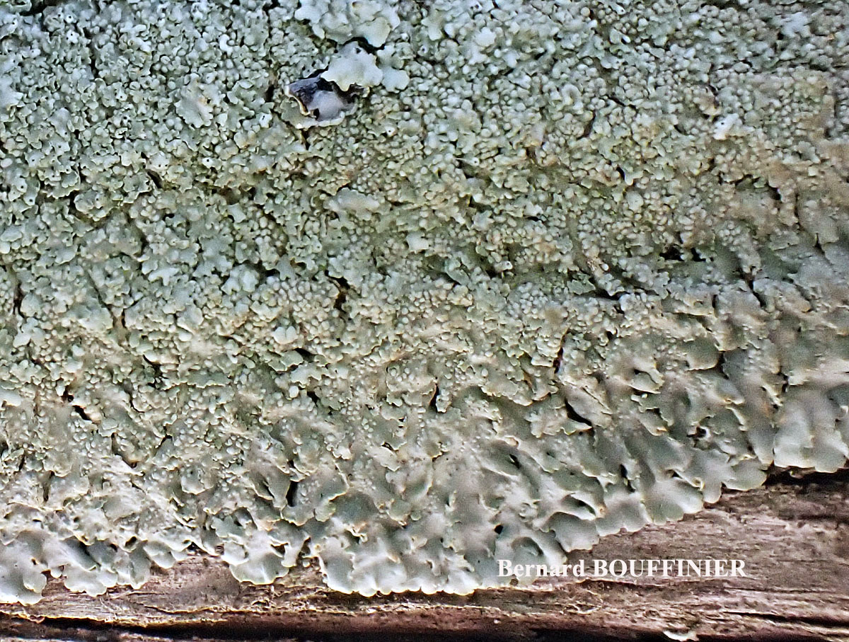 Physcia biziana var. biziana (A. Massal.) Zahlbr. forme lignicole.