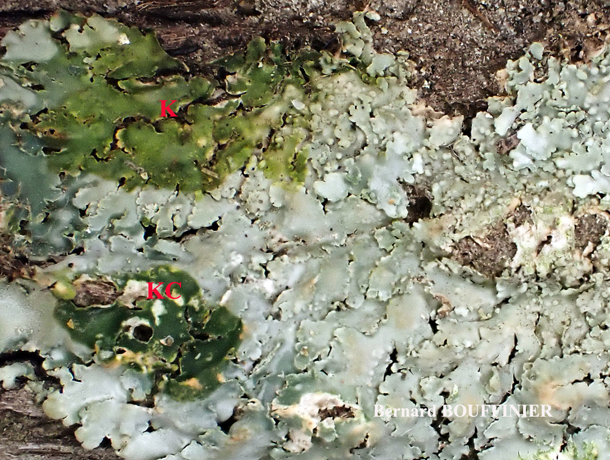Physcia biziana var. biziana (A. Massal.) Zahlbr. forme lignicole.