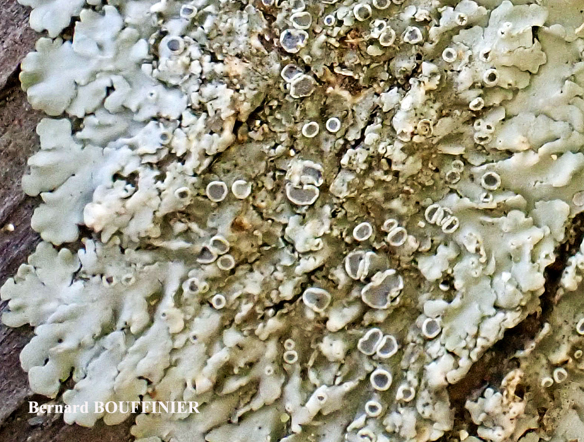 Physcia biziana var. biziana (A. Massal.) Zahlbr. forme lignicole.