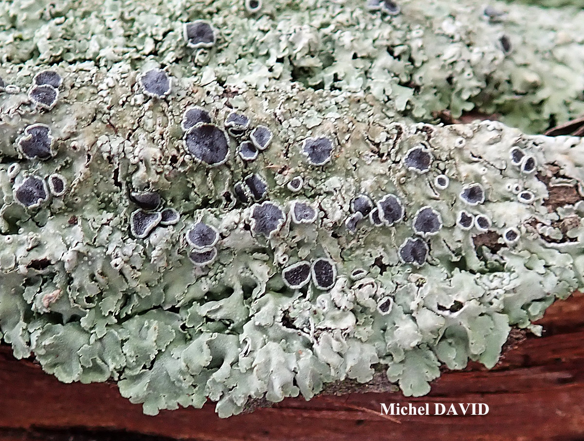 Physcia biziana var. biziana (A. Massal.) Zahlbr. forme lignicole.
