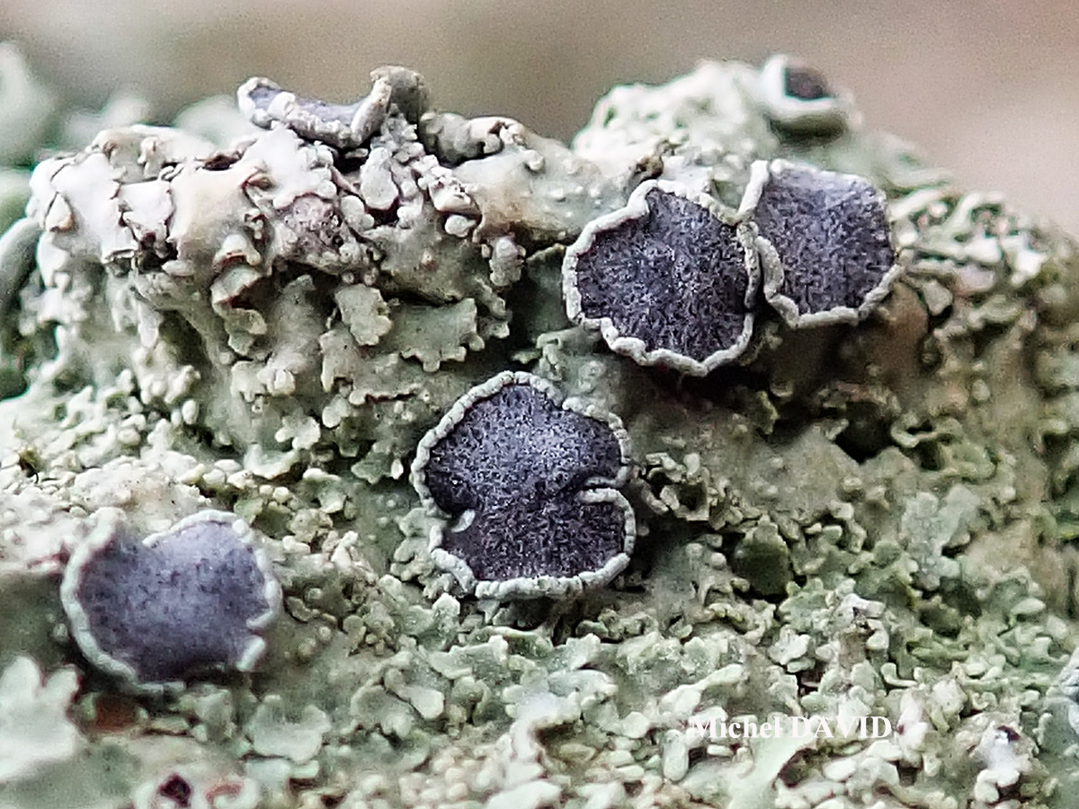 Physcia biziana var. biziana (A. Massal.) Zahlbr. forme lignicole.