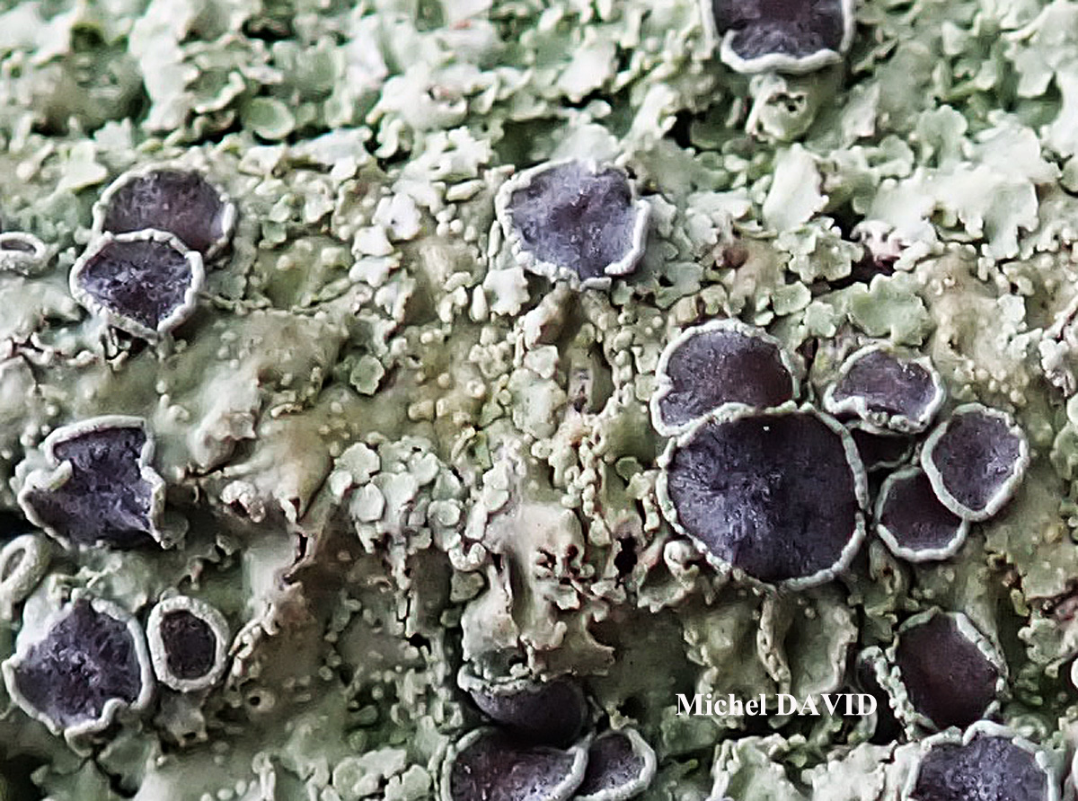 Physcia biziana var. biziana (A. Massal.) Zahlbr. forme lignicole.