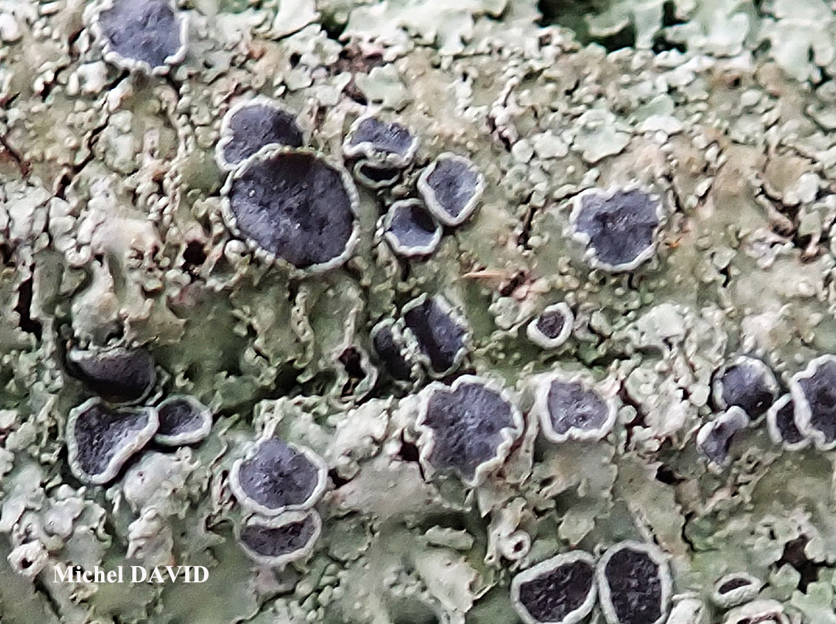 Physcia biziana var. biziana (A. Massal.) Zahlbr. forme lignicole.