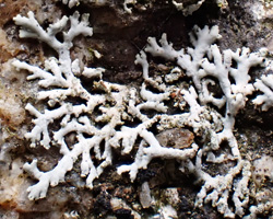 Physcia dubia var. teretiuscula (Ach.) Clauzade & Cl. Roux