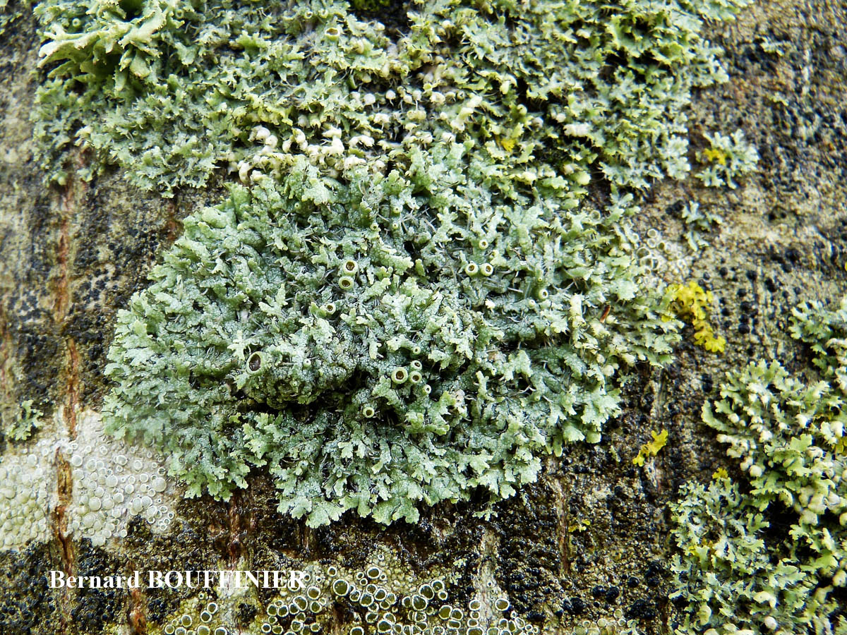 Physcia leptalea forme corticole