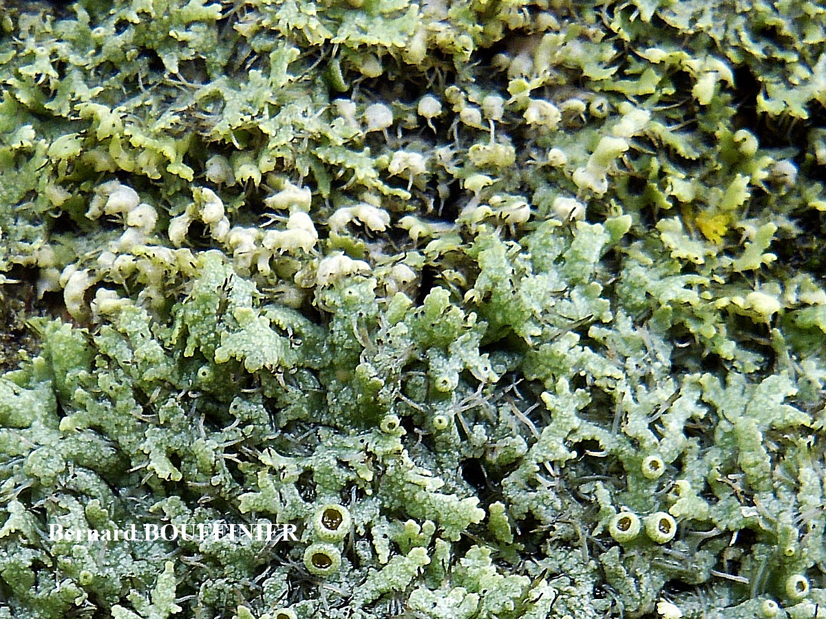 Physcia leptalea forme corticole