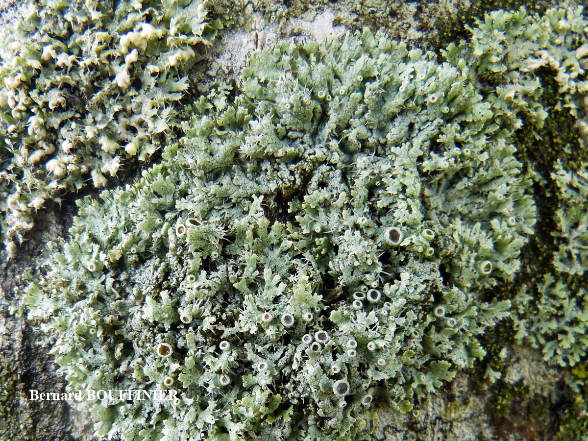 Physcia leptalea forme corticole