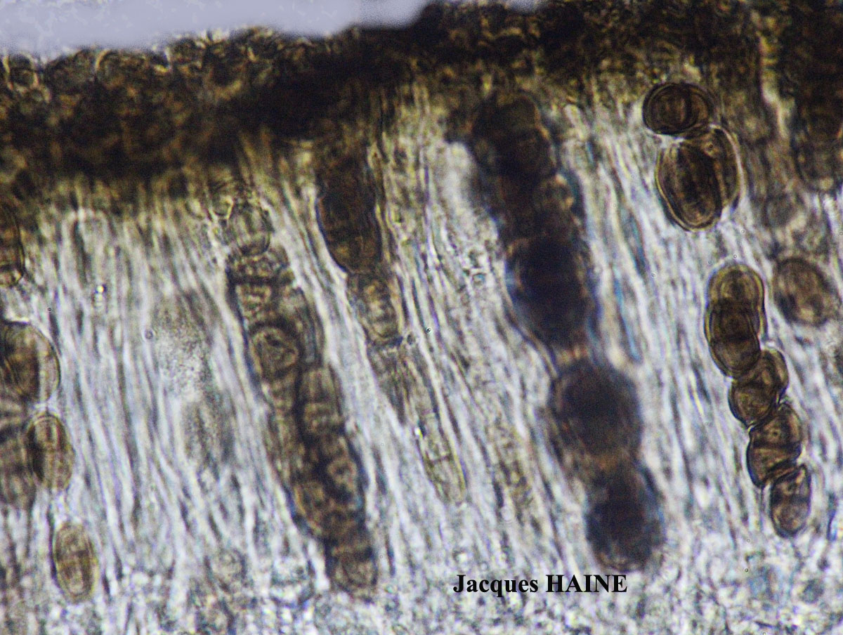 Physcia mediterranea Nimis