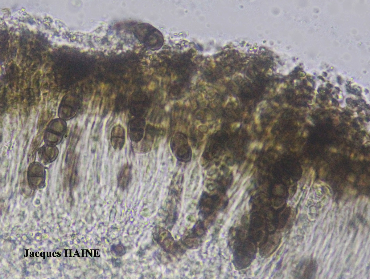 Physcia mediterranea Nimis