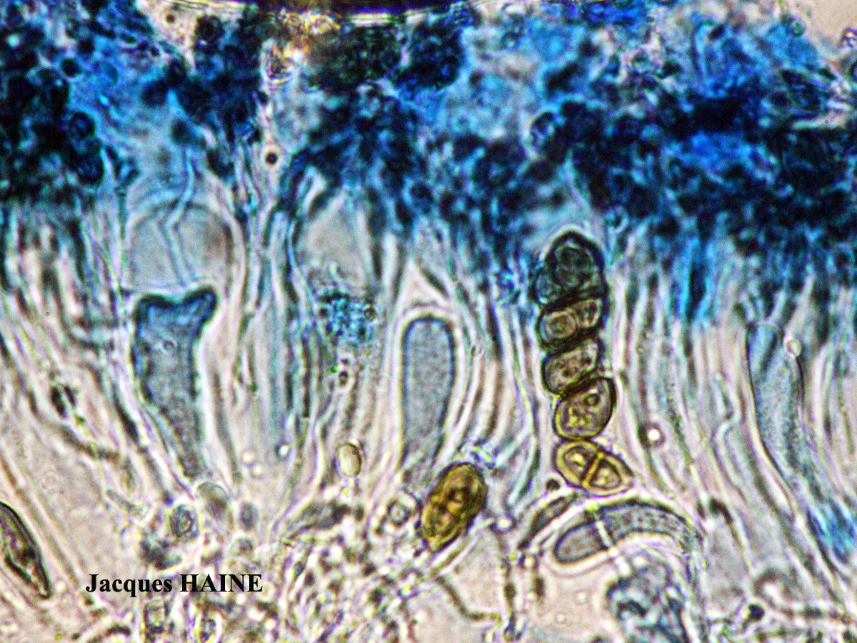 Physcia mediterranea Nimis