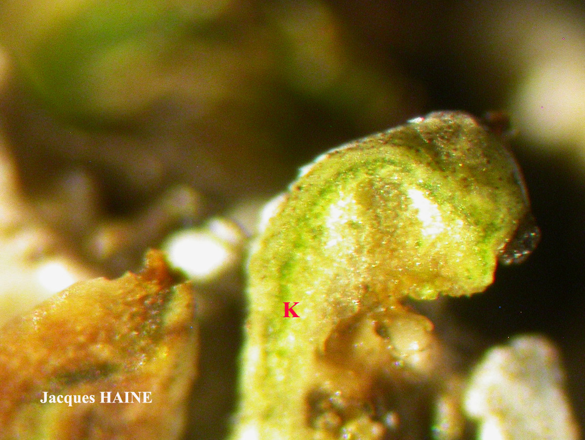 Physcia mediterranea Nimis