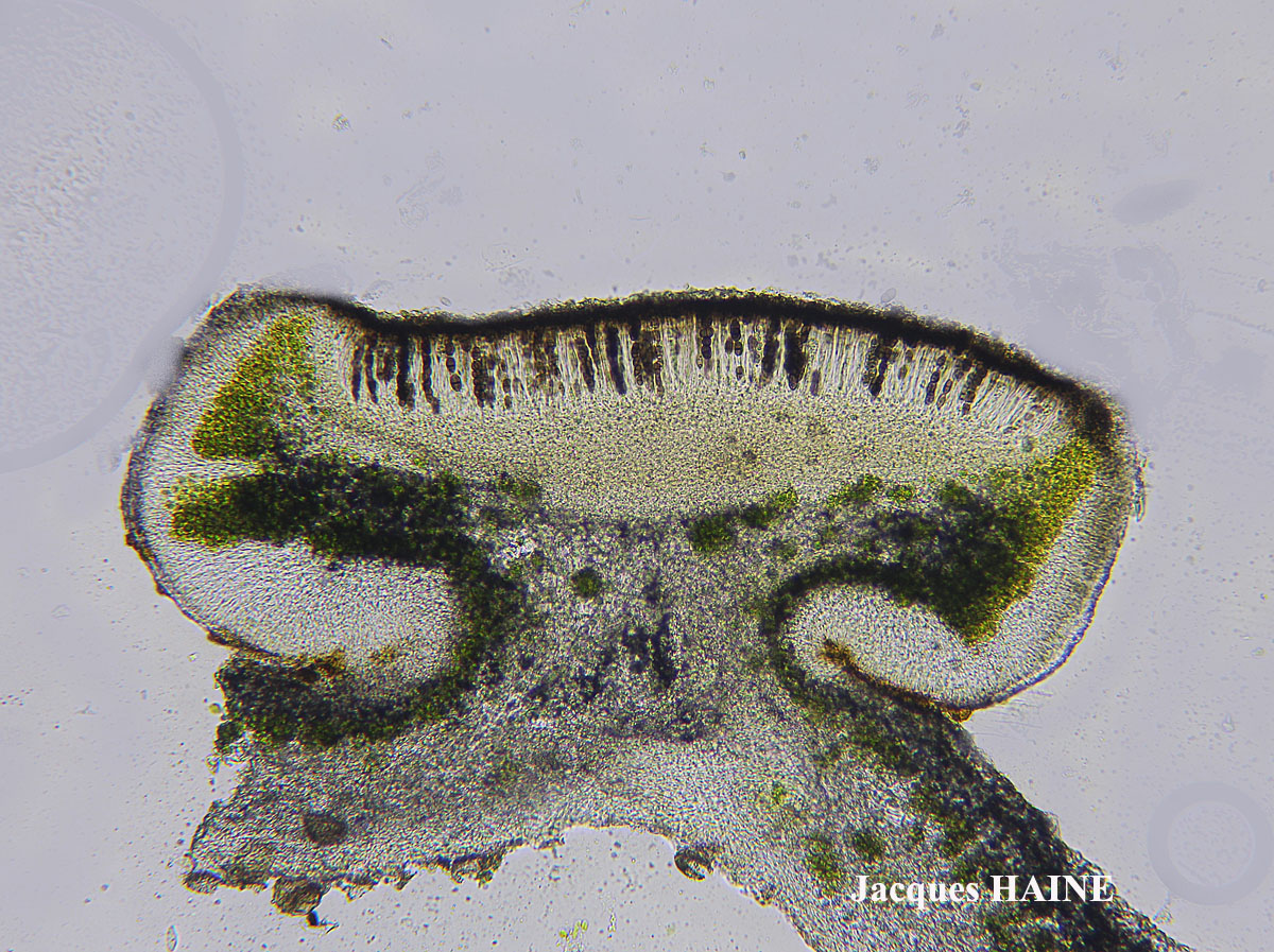Physcia mediterranea Nimis