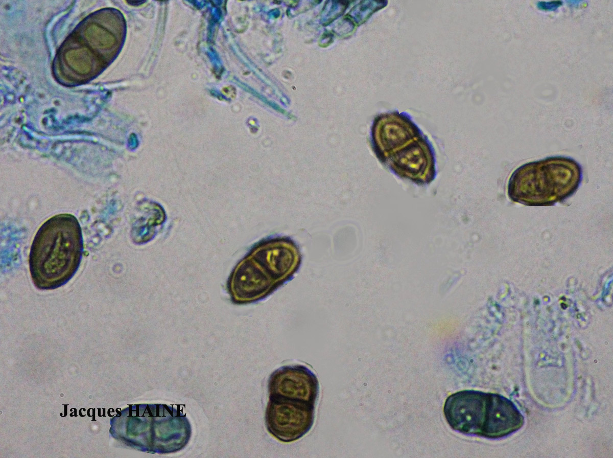 Physcia mediterranea Nimis