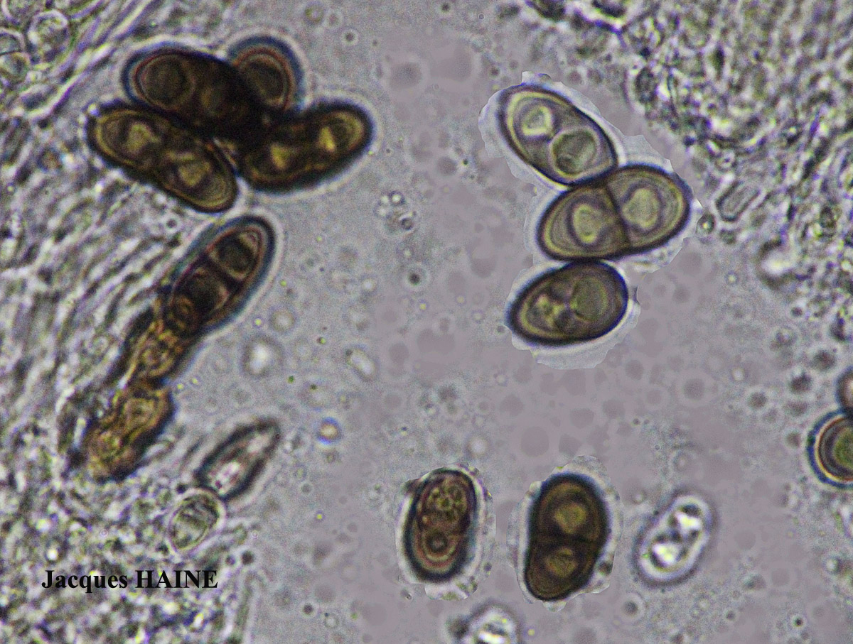 Physcia mediterranea Nimis