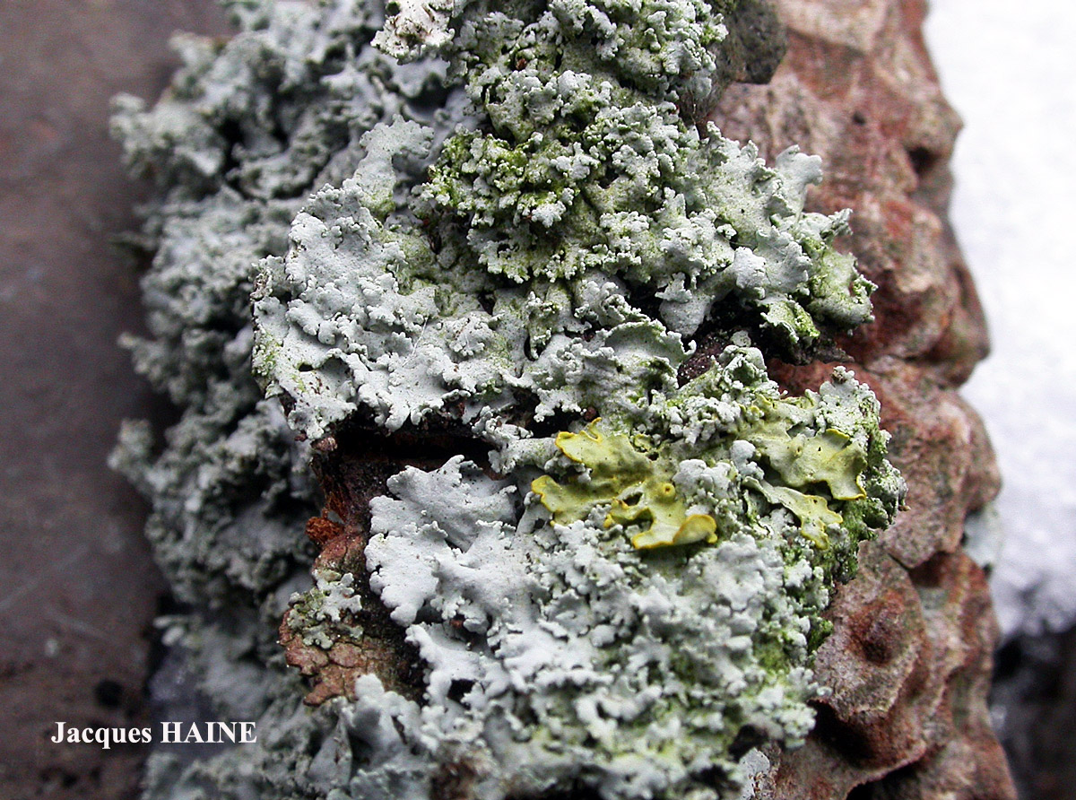 Physcia tribacia (Ach.) Nyl. forme corticole.