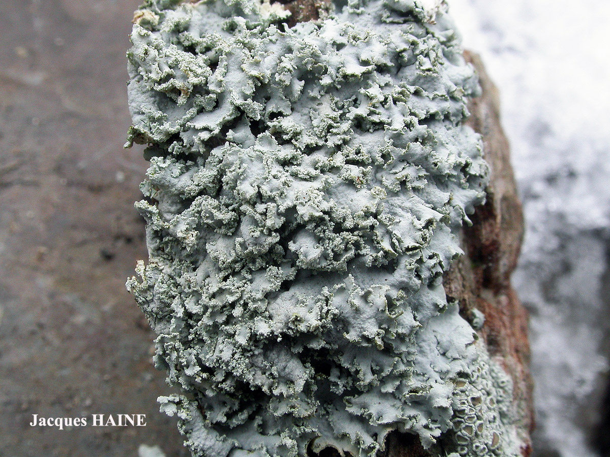 Physcia tribacia (Ach.) Nyl. forme corticole.