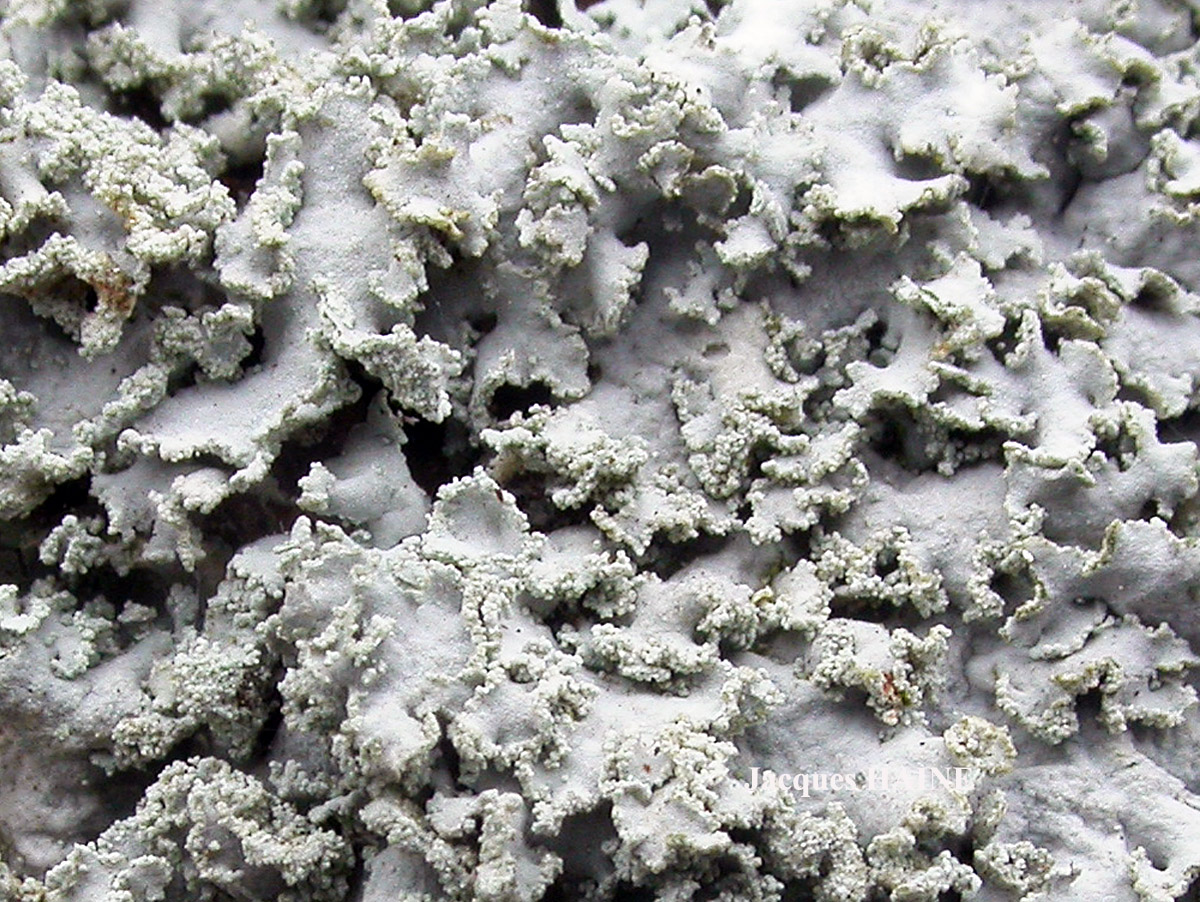 Physcia tribacia (Ach.) Nyl. forme corticole.
