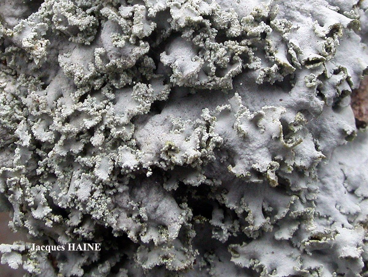 Physcia tribacia (Ach.) Nyl. forme corticole.