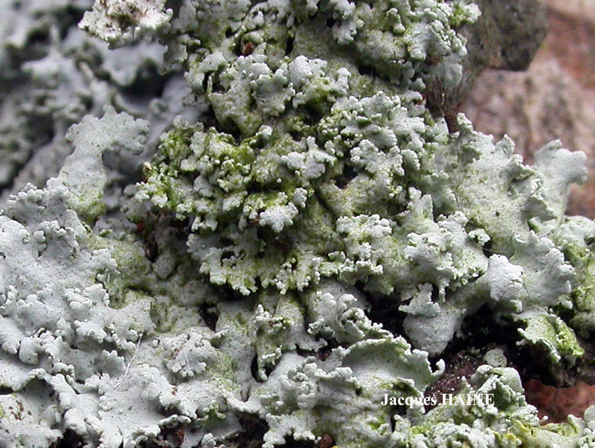 Physcia tribacia (Ach.) Nyl. forme corticole.