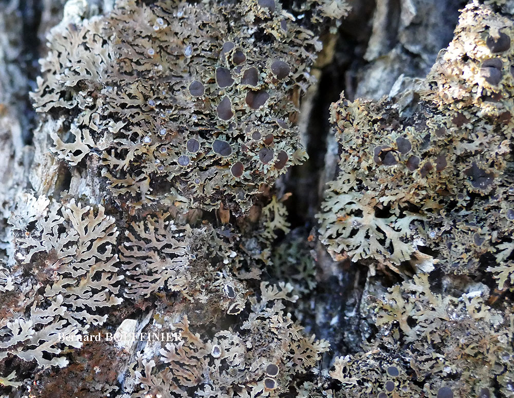 Physconia venusta (Ach.) Poelt