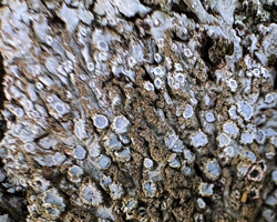 Physconia grisea forme fertile.