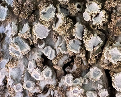 Physconia grisea forme fertile.