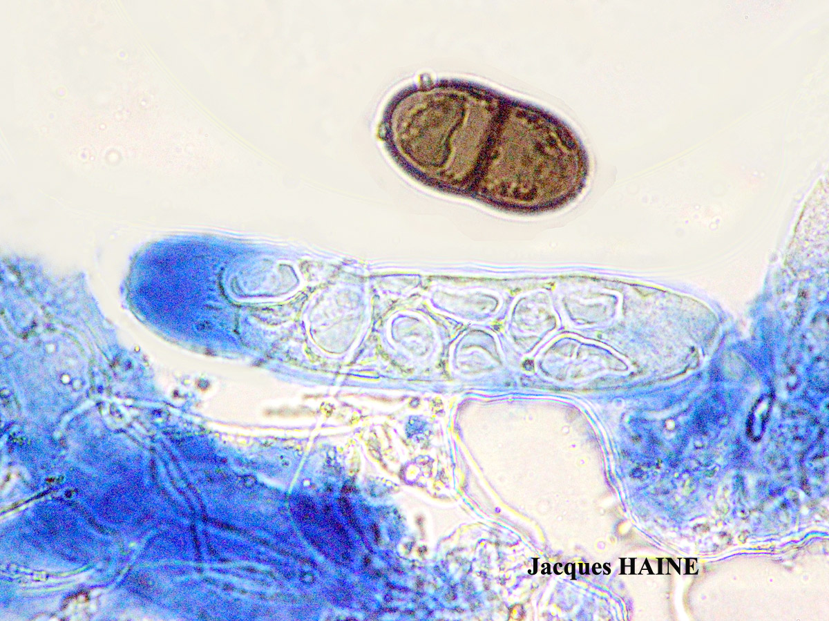 Physconia subaquila (Nyl.) Cl. Roux
