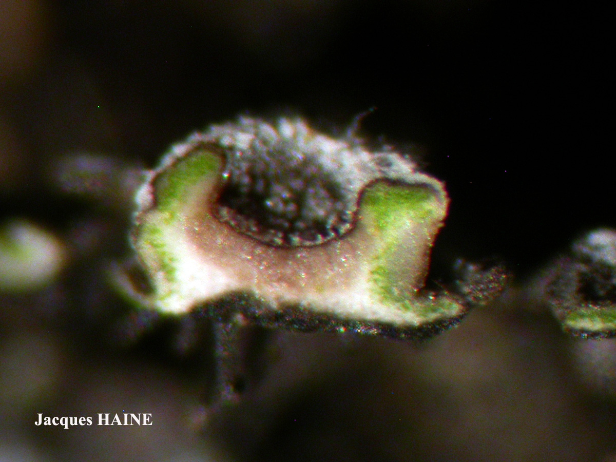 Physconia subaquila (Nyl.) Cl. Roux