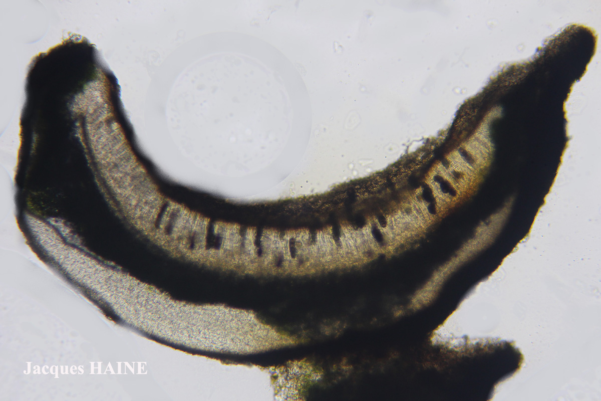 Physconia subaquila (Nyl.) Cl. Roux