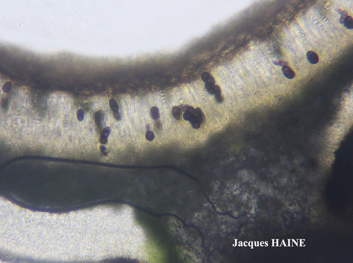 Physconia subaquila (Nyl.) Cl. Roux