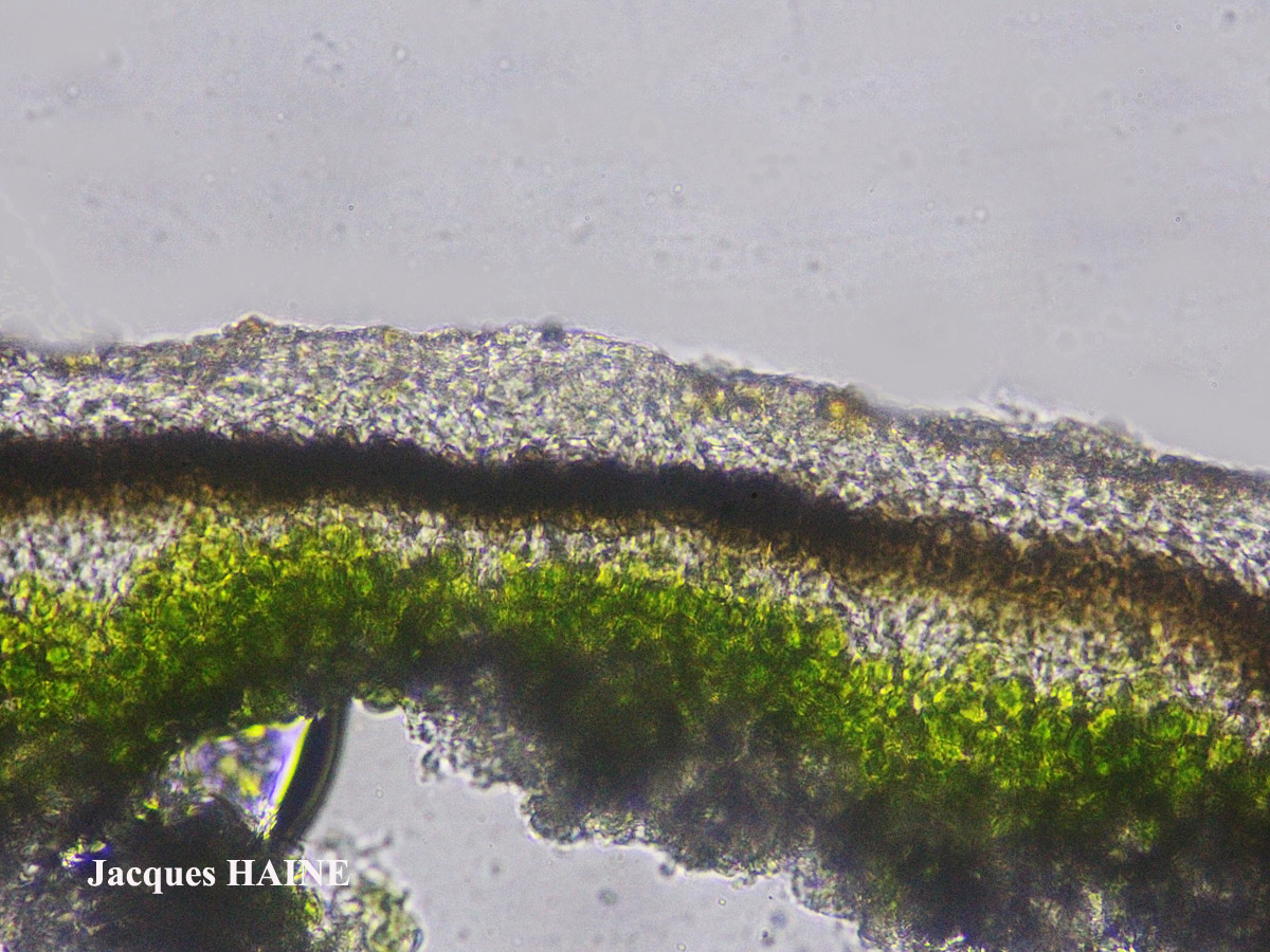Physconia subaquila (Nyl.) Cl. Roux
