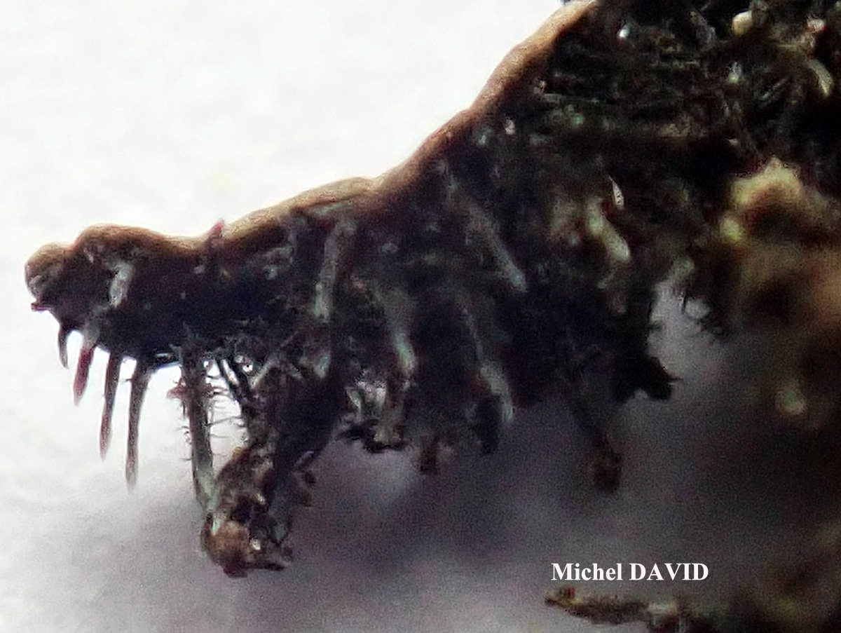 Physconia subaquila (Nyl.) Cl. Roux