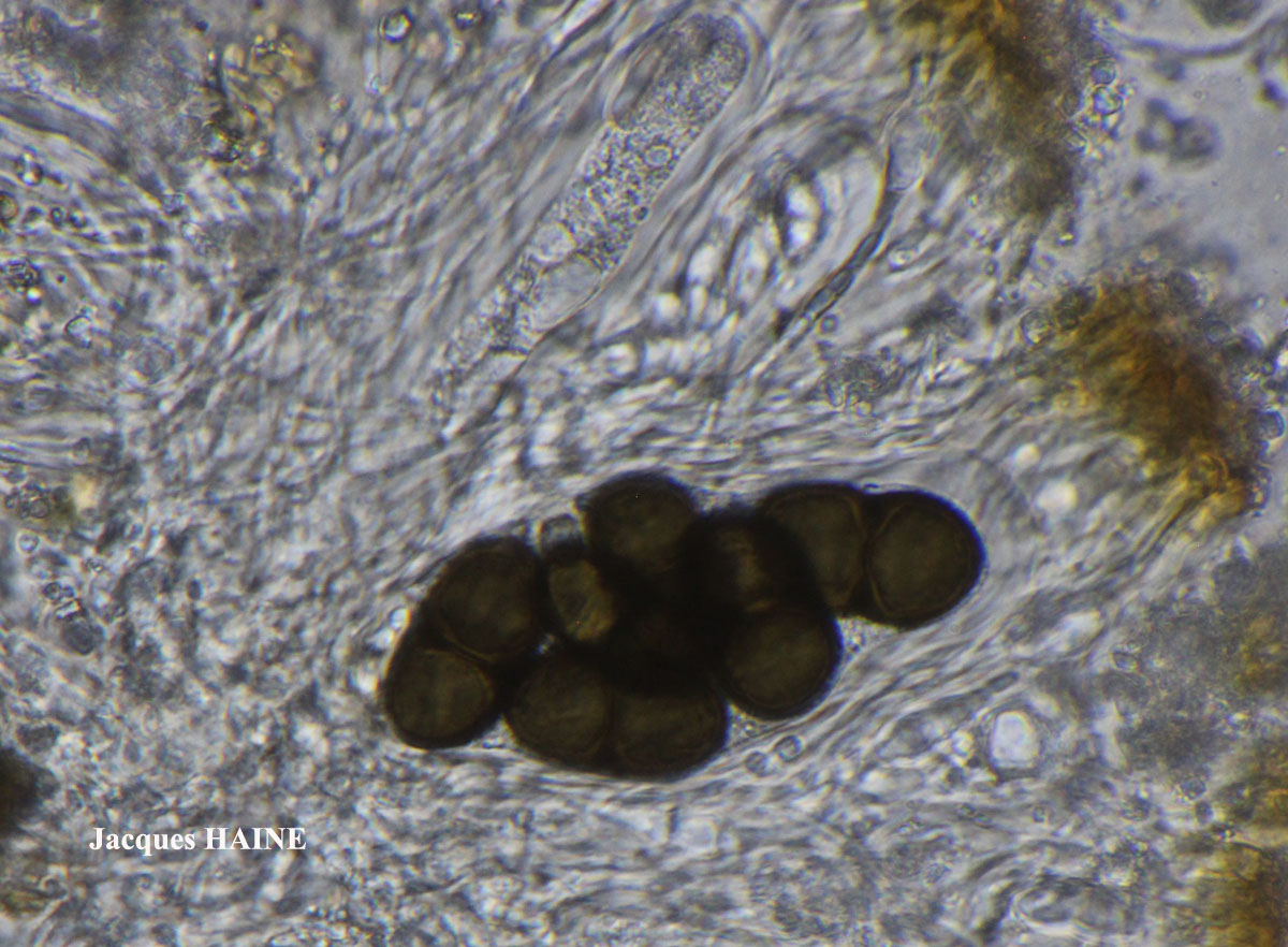 Physconia venusta (Ach.) Poelt
