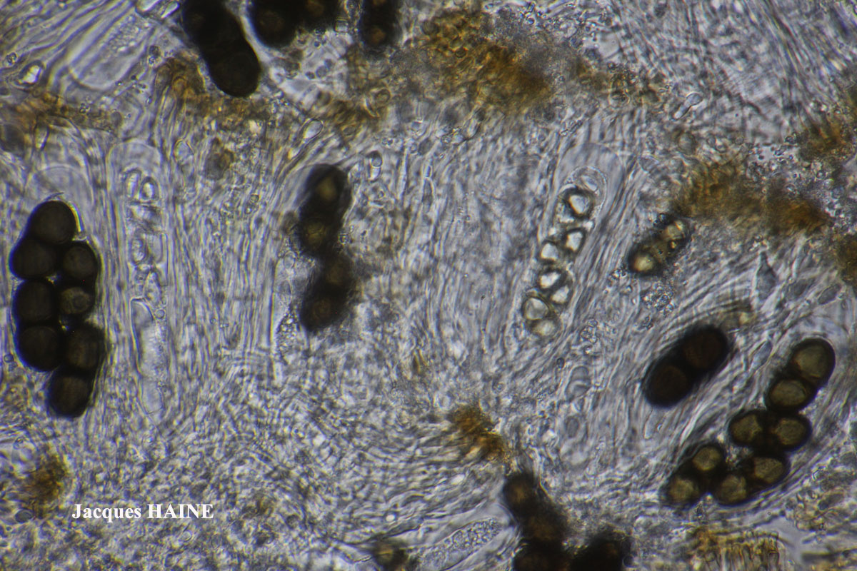 Physconia venusta (Ach.) Poelt