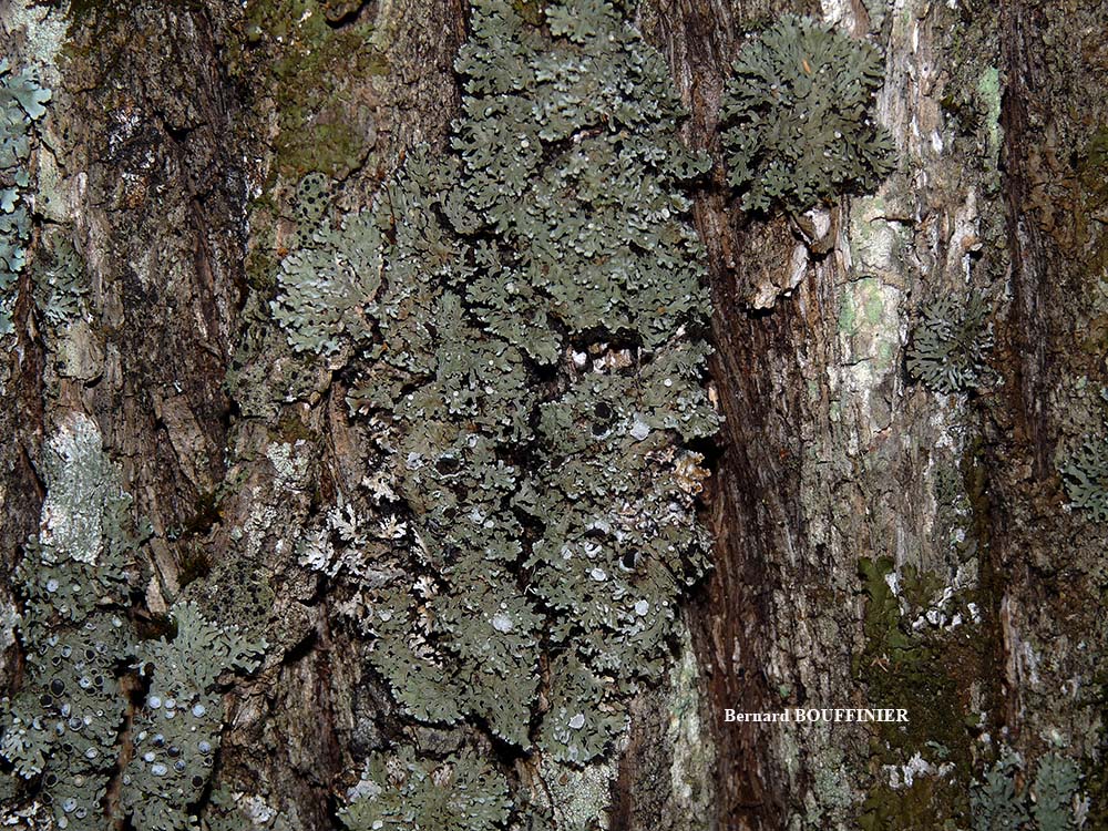 Physconia venusta (Ach.) Poelt