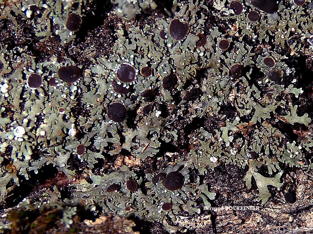 Physconia venusta (Ach.) Poelt