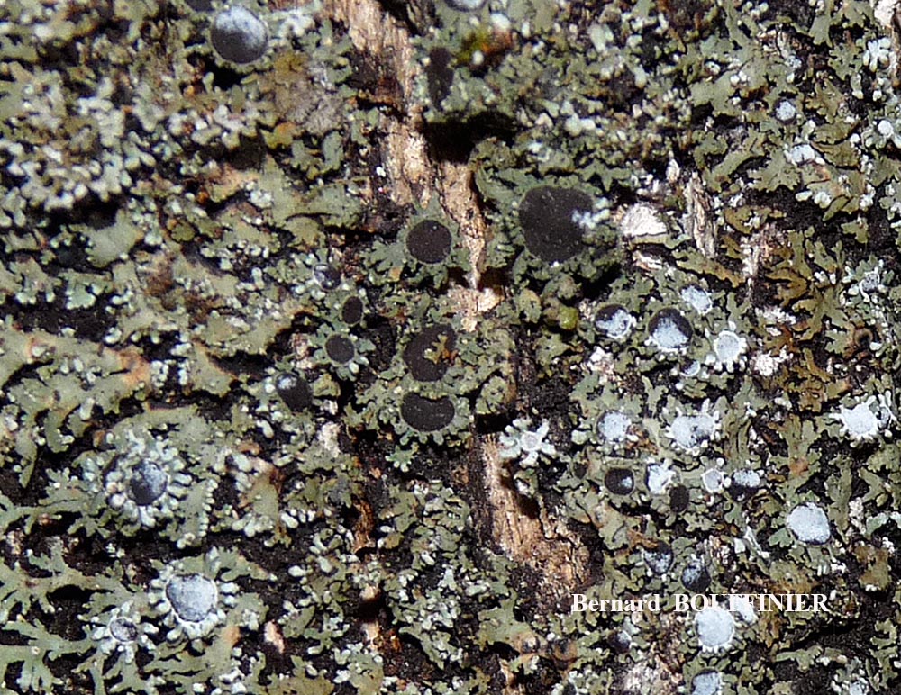 Physconia venusta (Ach.) Poelt