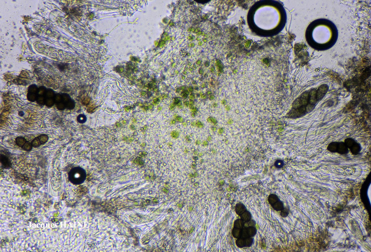 Physconia venusta (Ach.) Poelt