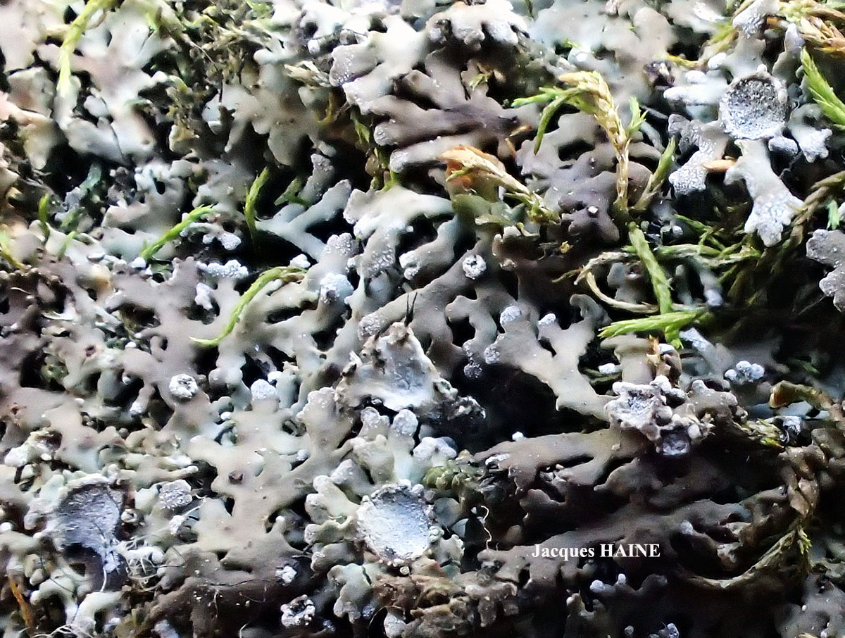 Physconia venusta (Ach.) Poelt