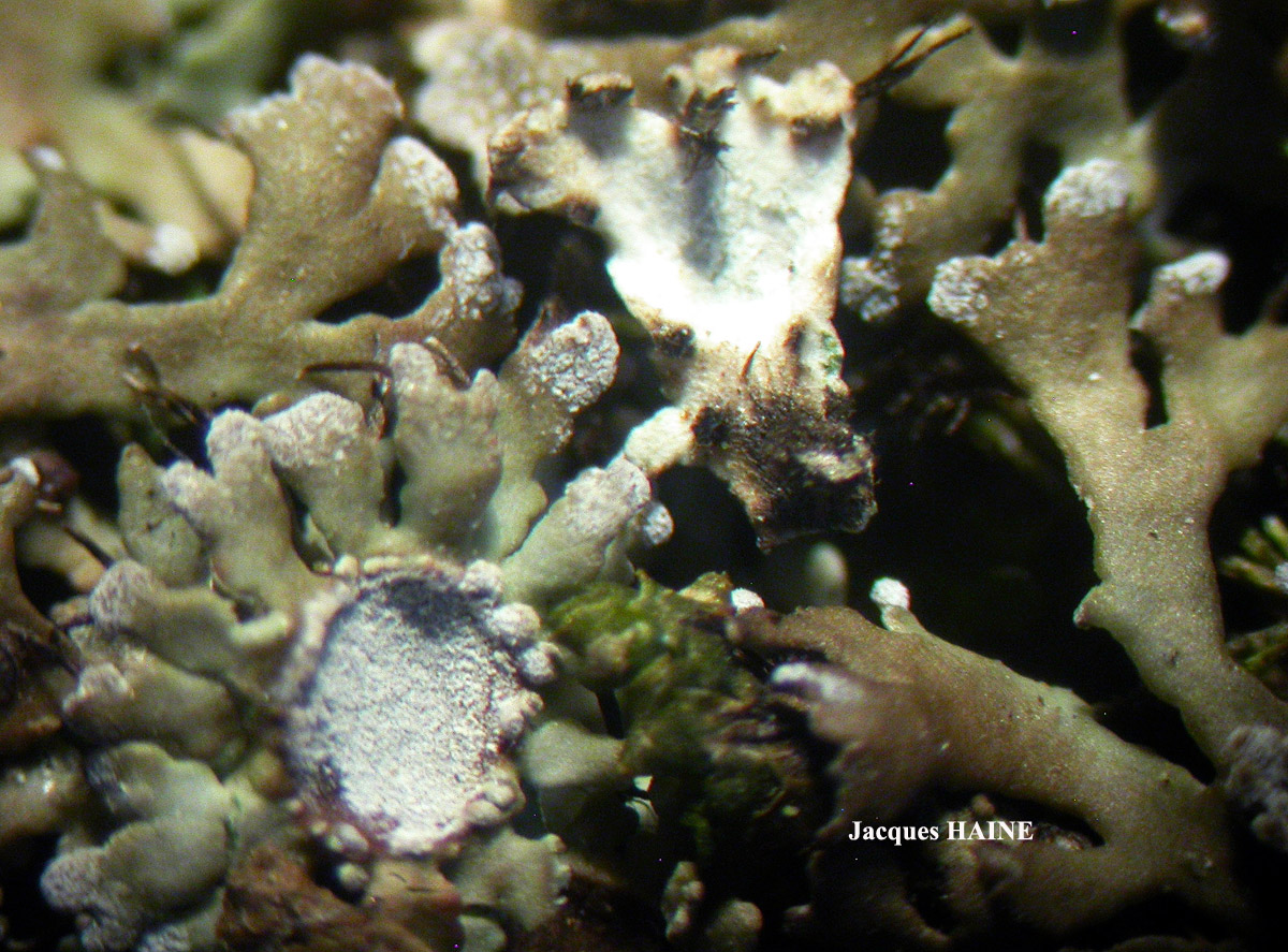 Physconia venusta (Ach.) Poelt