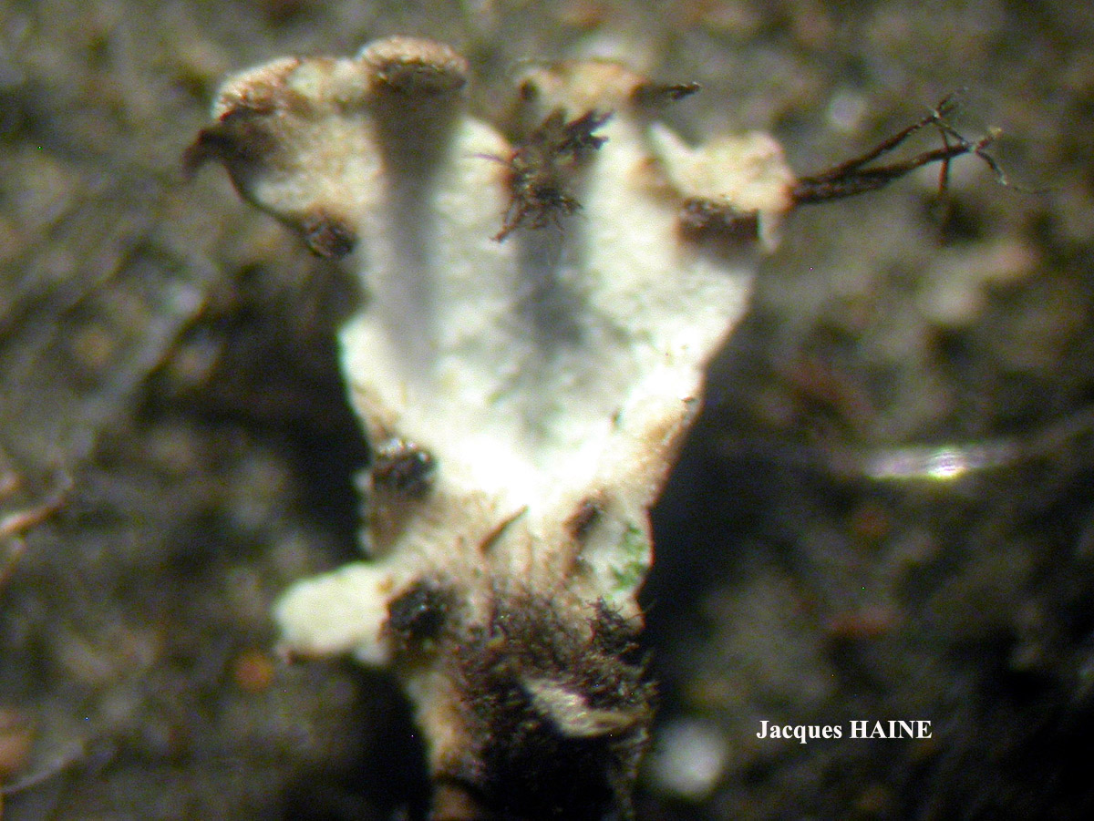 Physconia venusta (Ach.) Poelt