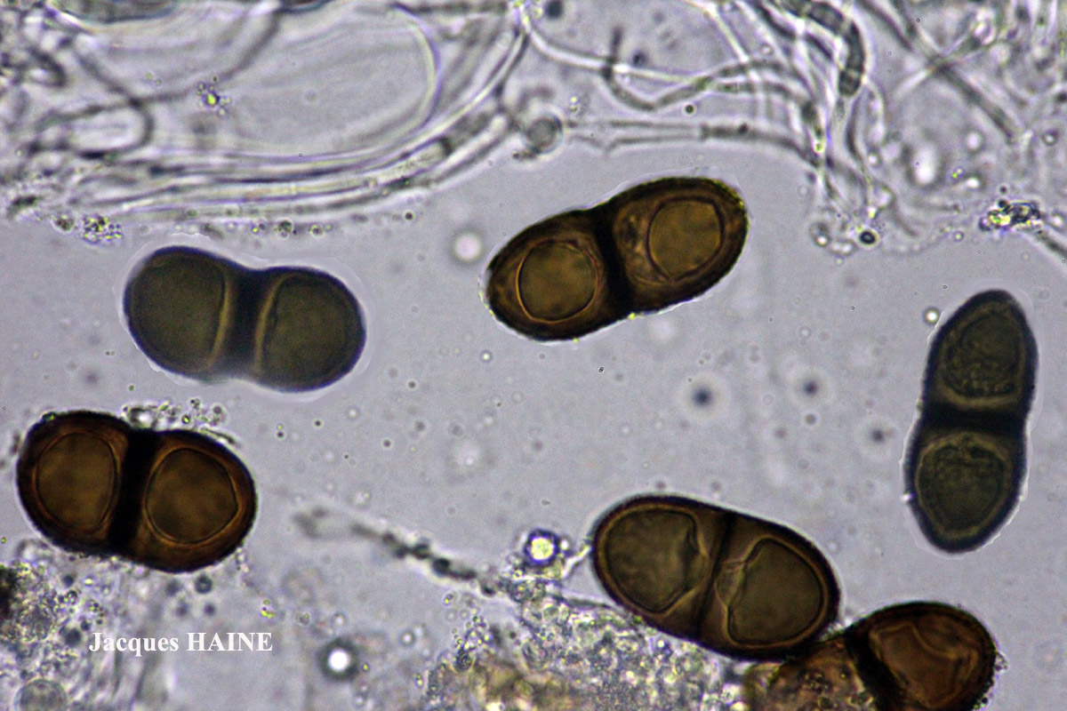 Physconia venusta (Ach.) Poelt