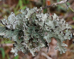 Platismatia tuckermanii (Oaks) WL. Culb. & CF. Culb.