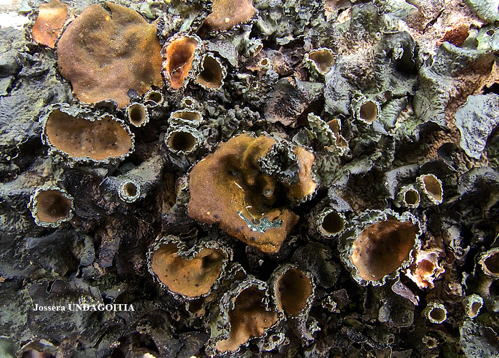Pleurosticta acetabulum (Neck.) Elix & Lumbsch