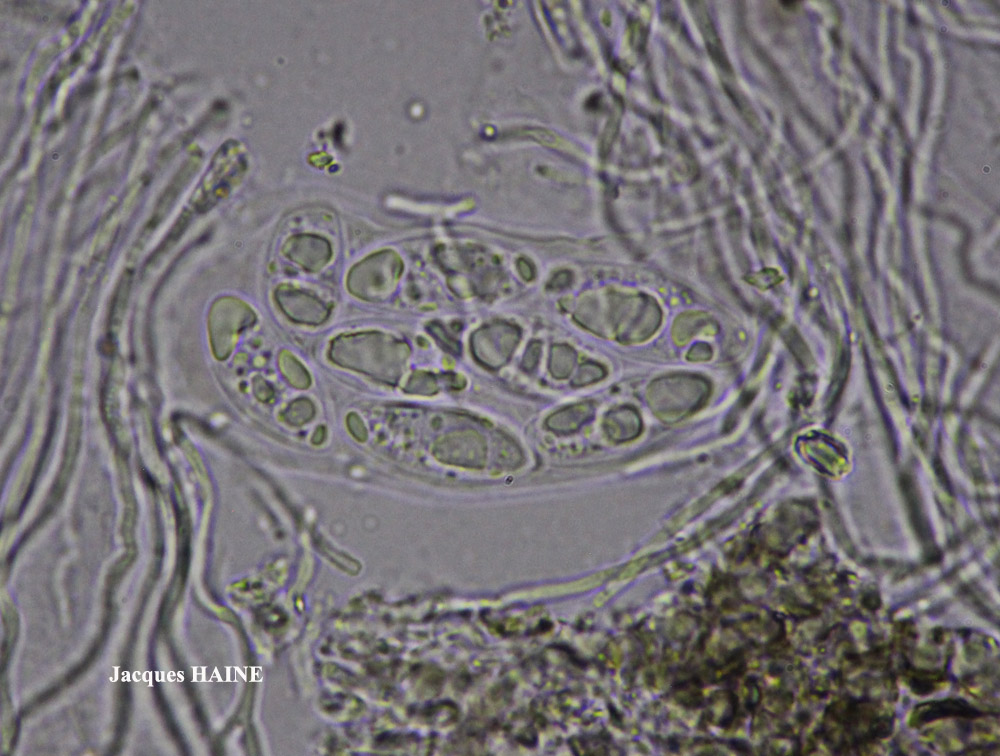 Porpidia speirea (Ach.) Krempelh.