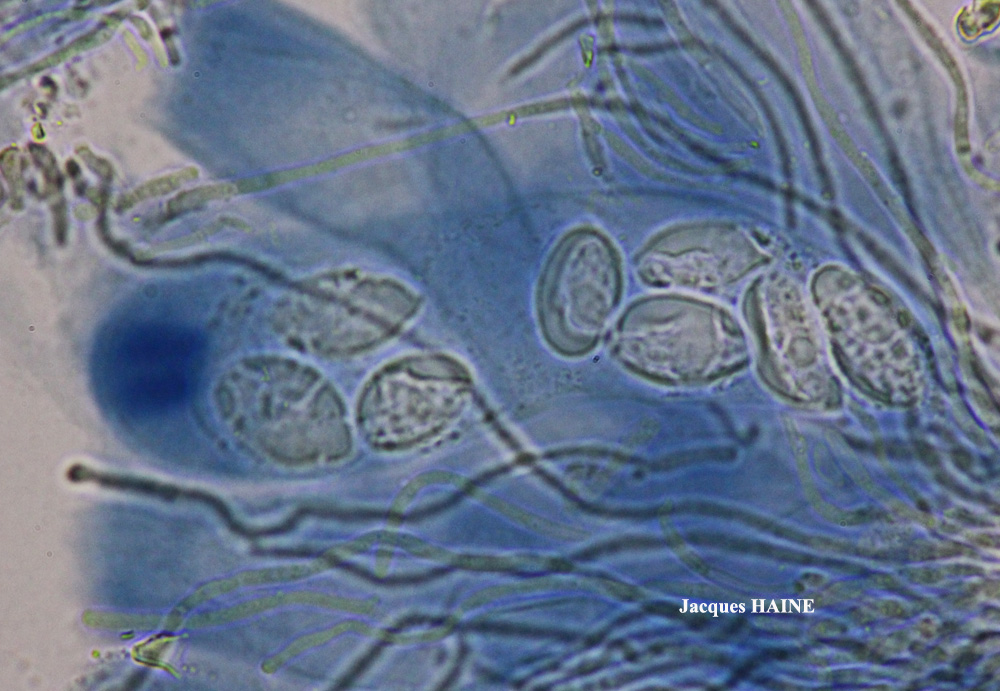 Porpidia speirea (Ach.) Krempelh.