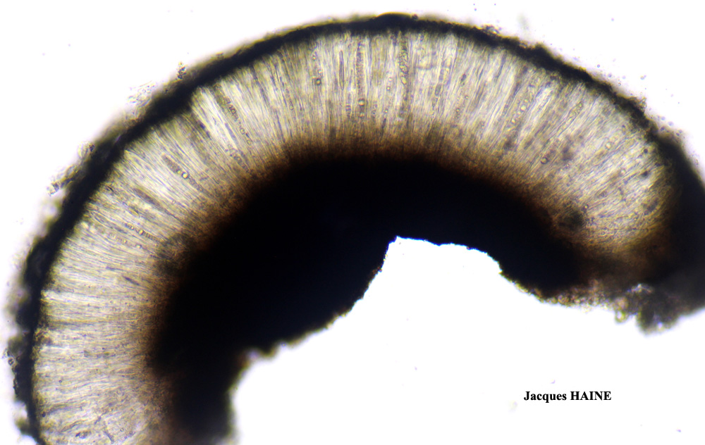 Porpidia speirea (Ach.) Krempelh.