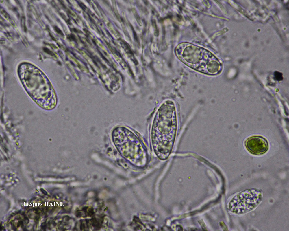 Porpidia speirea (Ach.) Krempelh.