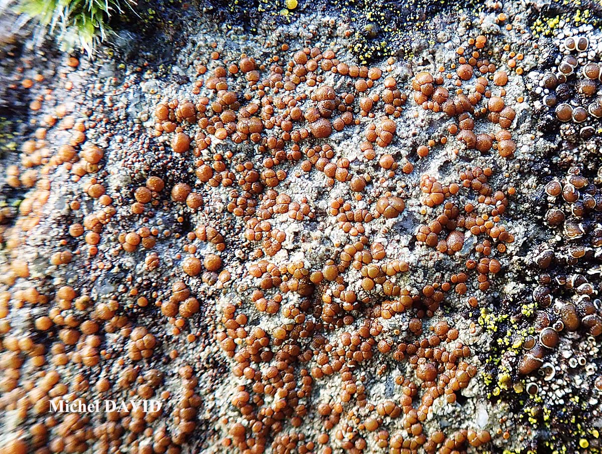 Protoblastenia rupestris forme sur roche calcaire.